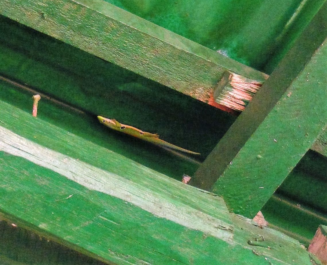 Lovely creature on roof I was told that this green and cream creature is a blue gecko? I think the prominent spot was very dark blue Peacock Day Gecko,Phelsuma quadriocellata,Ranomafana National Park,lookout point