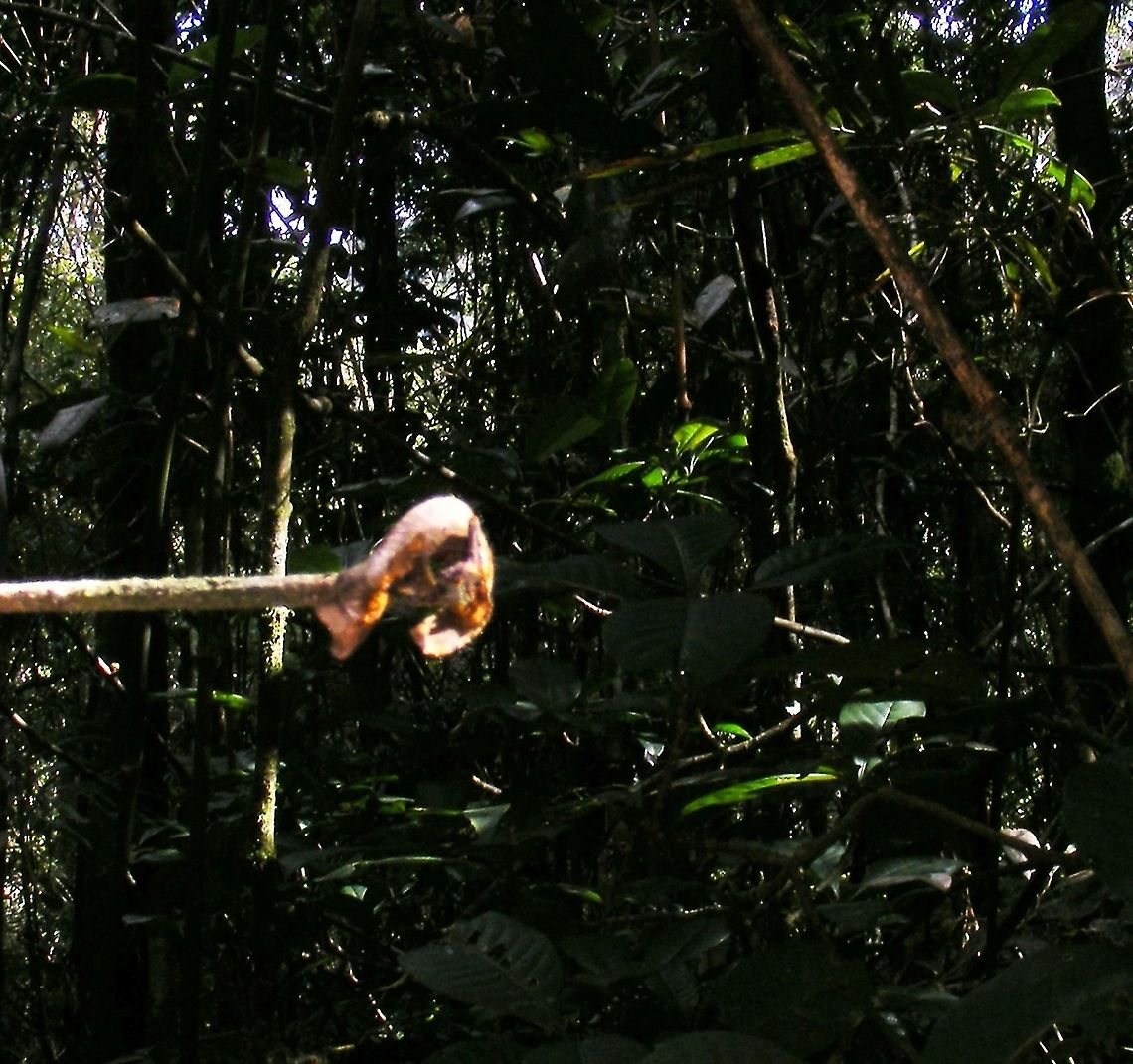 Satanic leaf tail gecko Very tiny and cute! Geotagged,Madagascar,Satanic Leaf Tailed Gecko,Uroplatus phantasticus,Winter