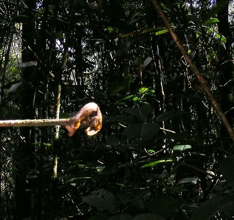 Satanic leaf tail gecko Very tiny and cute! Geotagged,Madagascar,Satanic Leaf Tailed Gecko,Uroplatus phantasticus,Winter
