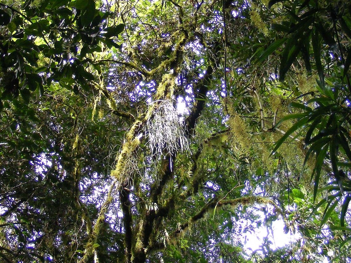 Moss or orchid? Our guide said it was Spanish Moss but the white could be an  orchid. Geotagged,Madagascar,Spanish moss,Tillandsia usneoides,Winter