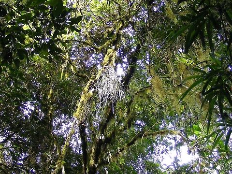 Moss or orchid? Our guide said it was Spanish Moss but the white could be an  orchid. Geotagged,Madagascar,Spanish moss,Tillandsia usneoides,Winter
