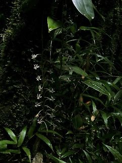 small white orchid, Angraecum Almost the only orchid in flower during our stay Geotagged,Madagascar,Ranofamana,Winter