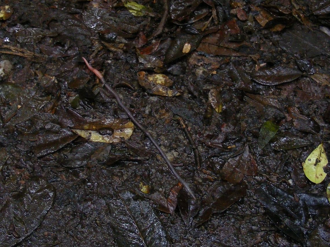 Madagascan rainforest worm Lovely worm, looking just like it's English cousin in my garden! Geotagged,Madagascar,Winter,rainforest