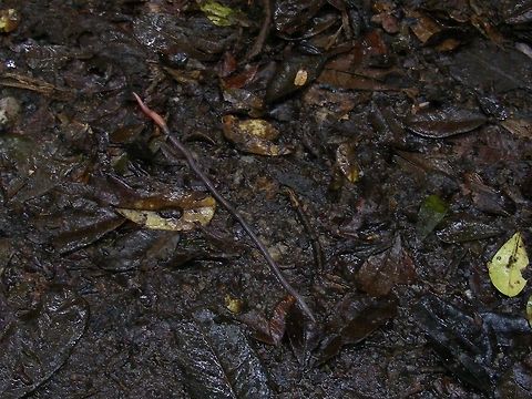 Madagascan rainforest worm Lovely worm, looking just like it's English cousin in my garden! Geotagged,Madagascar,Winter,rainforest