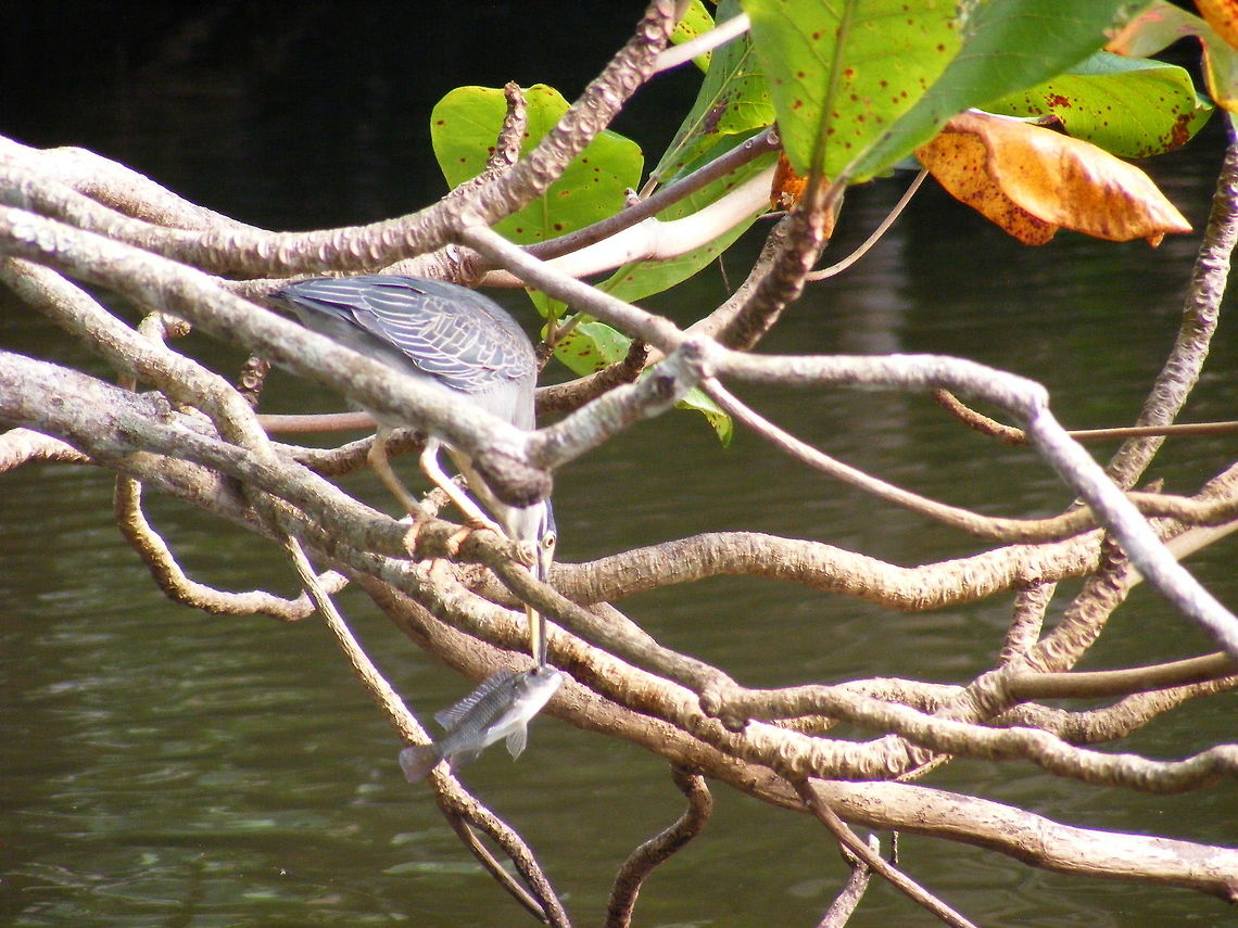 This fish looks tasty! Striated heron catching dinner Ardeola idae,Butorides striata,Malagasy pond heron,Striated heron