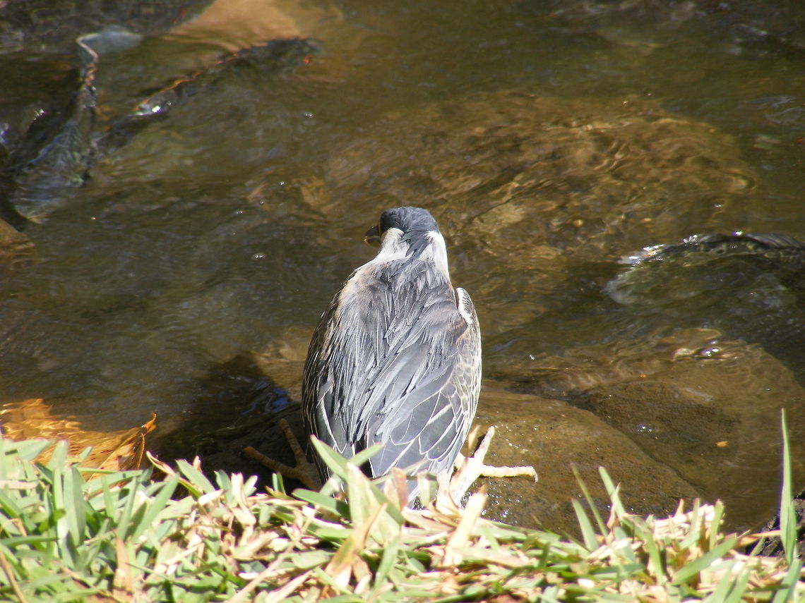 Waiting for lunch Back view of &#039;my&#039; heron. At water&#039;s edge. Butorides striata,Geotagged,Mauritius,Striated heron,Winter