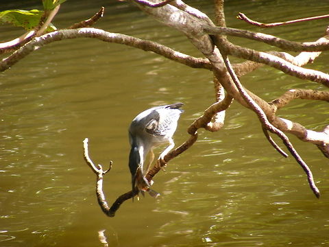 Just dipped fish! the water must make the fish go down easily! Butorides striata,Mauritius,Striated heron,winter