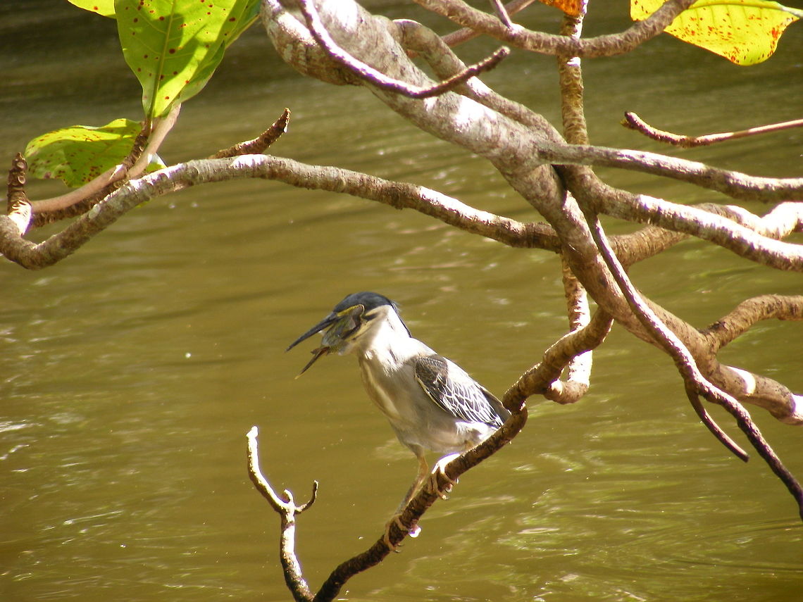 It will be there in a minute! Maybe dipping the fish made it squirm a bit and it became easier to swallow Butorides striata,Geotagged,Mauritius,Pamplemousse Gardens,Striated heron,Winter