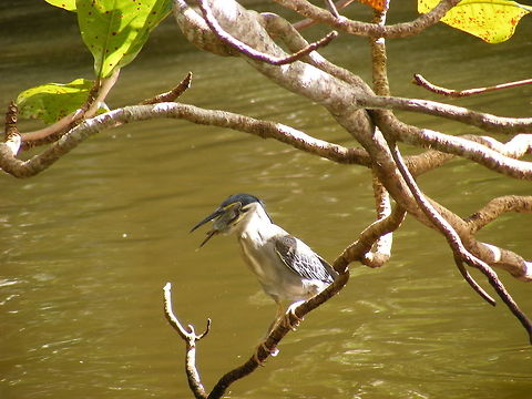 It will be there in a minute! Maybe dipping the fish made it squirm a bit and it became easier to swallow Butorides striata,Geotagged,Mauritius,Pamplemousse Gardens,Striated heron,Winter