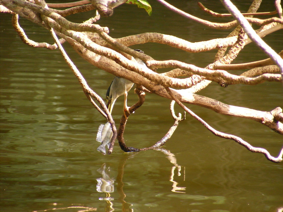 Hmmm, it's a bit big but I'll give it a try It is a lovely fish, but I don&#039;t know the species. Butorides striata,Geotagged,Mauritius,Striated heron,Winter