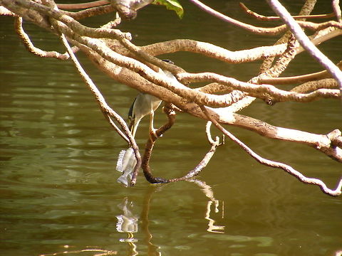 Hmmm, it's a bit big but I'll give it a try It is a lovely fish, but I don't know the species. Butorides striata,Geotagged,Mauritius,Striated heron,Winter