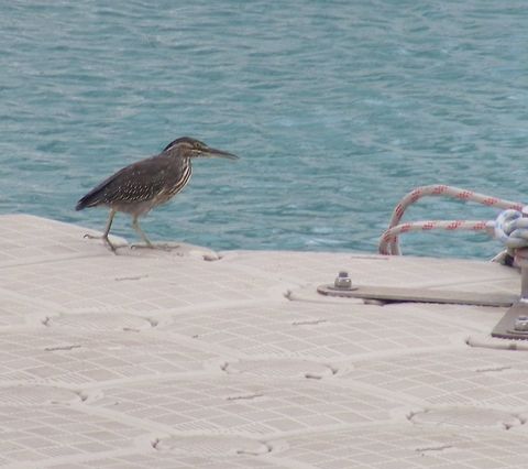 Heron by the seaside A few miles from Pamplemousses, could it be a juvenile striated heron/ Butorides striata,Striated heron