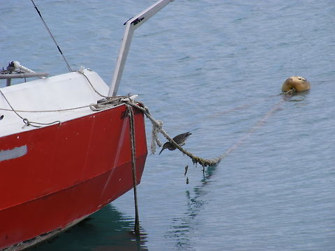 I see you! My lunch is on the way! Possibly a juvenile striated heron  Butorides striata,Geotagged,Mauritius,Striated heron,Winter,seaside,winter