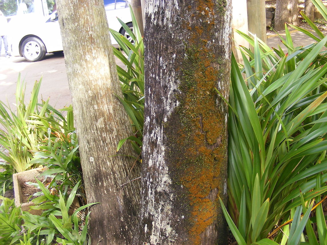 Lichen and or mosses Many trees sported these growths. I love the way the colours blend and change in the sun Geotagged,Mauritius,Winter