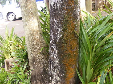 Lichen and or mosses Many trees sported these growths. I love the way the colours blend and change in the sun Geotagged,Mauritius,Winter
