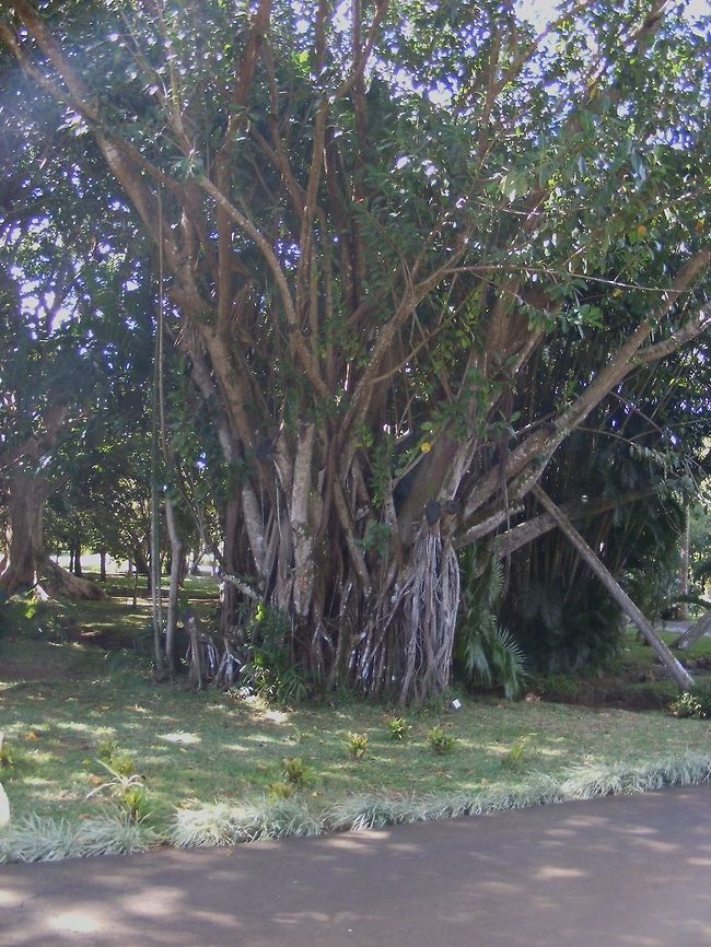 a grand old tree Although an introduced species this ficus obviously likes Pamplemousses Ficus elastica,Geotagged,Maurititius,Mauritius,Rubber fig,Winter,winter