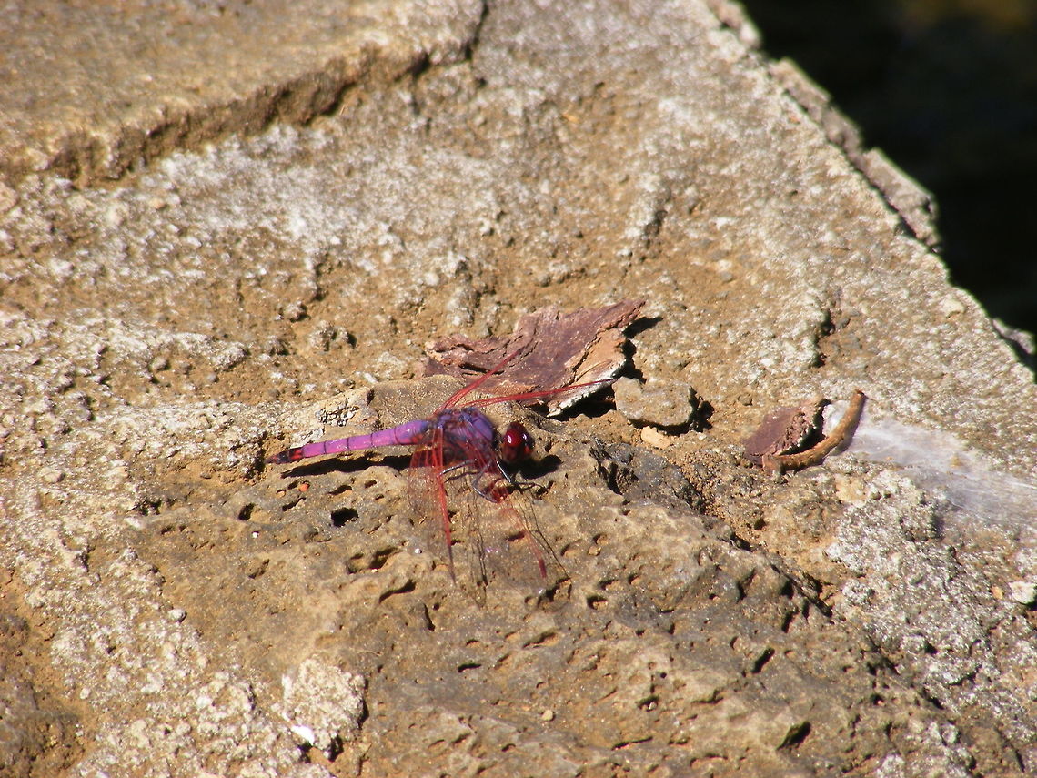 such a pretty Violet dropwing These beautiful dragonflies were flitting about over the water lilies in Pamplemousses Gardens.  Dragonfly,Trithemis annulata,Violet dropwing