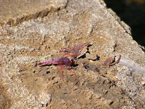 such a pretty Violet dropwing These beautiful dragonflies were flitting about over the water lilies in Pamplemousses Gardens.  Dragonfly,Trithemis annulata,Violet dropwing