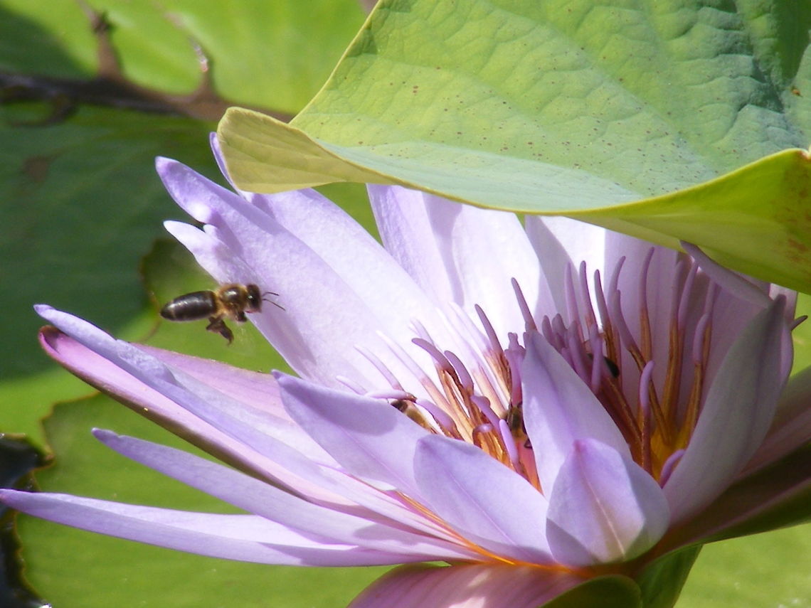 Bee coming in to land on pink water lily I was about to take a picture of the water lily when the bee arrived  Apis mellifera,Bee,Mauritius,Pamplemousse Gardens,Western honey bee,winter