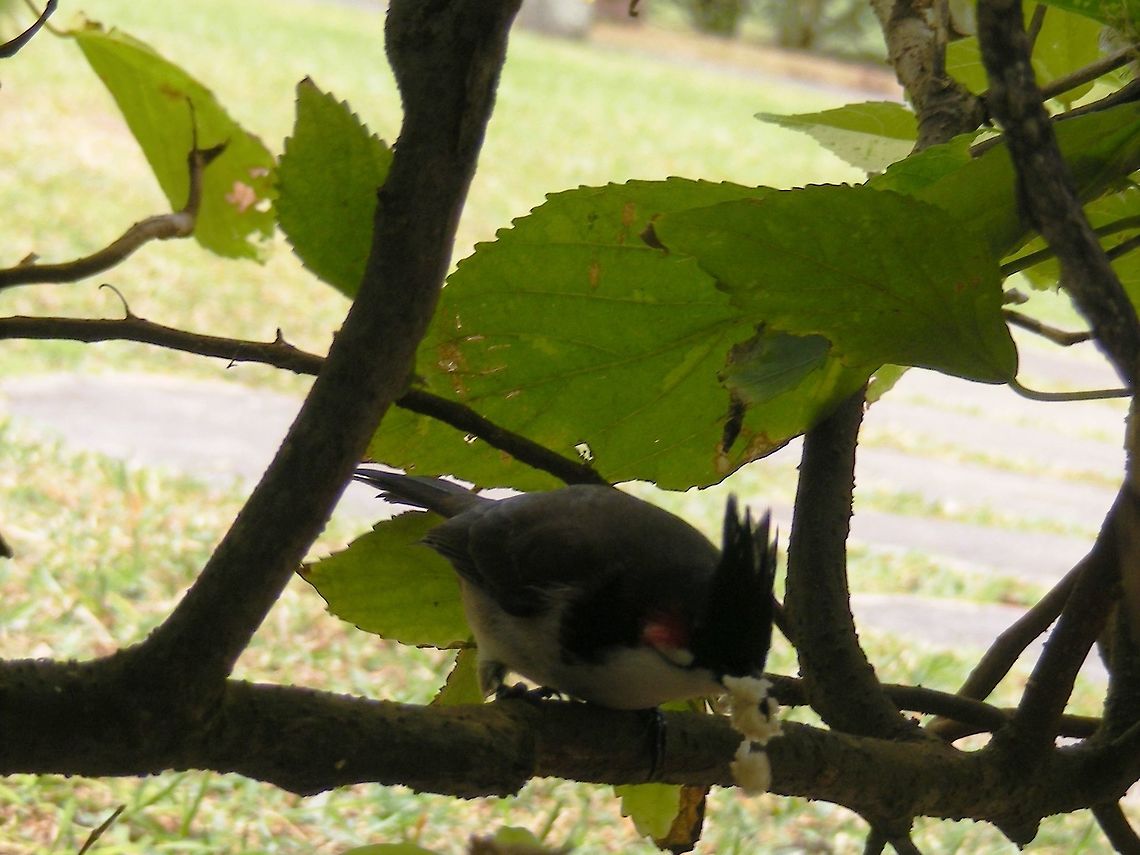 Very common introduced bird a pretty, friendly bird. Pycnonotus jocosus,Red Whiskered Bulbul