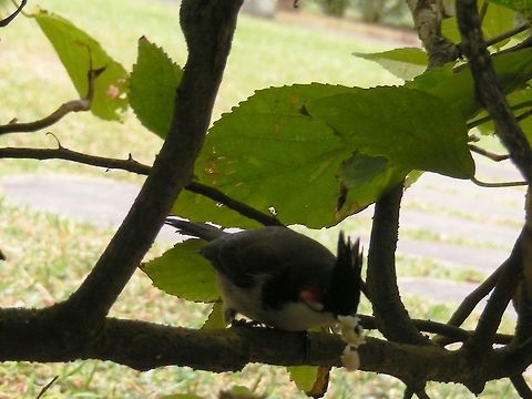 Very common introduced bird a pretty, friendly bird. Pycnonotus jocosus,Red Whiskered Bulbul