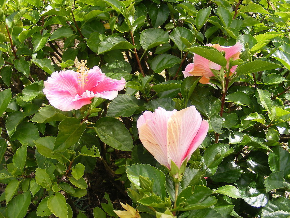very pretty hibiscus Growing in Pamplemousse Gardens Hibiscus fragilis,Mandrinette