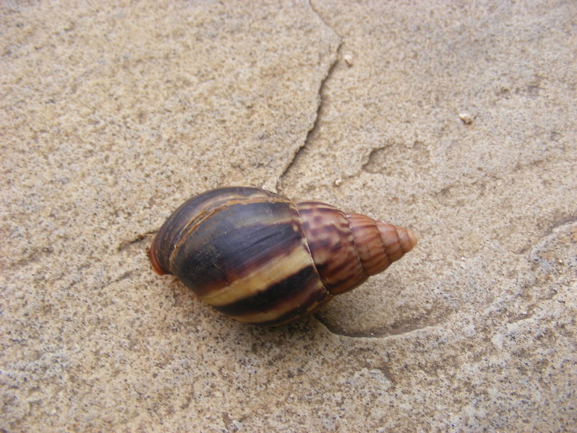 large snail A view of the shell of this lovely snail Mauritius,Snail,winter