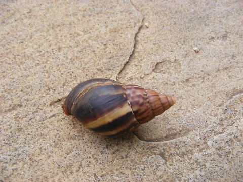 large snail A view of the shell of this lovely snail Mauritius,Snail,winter