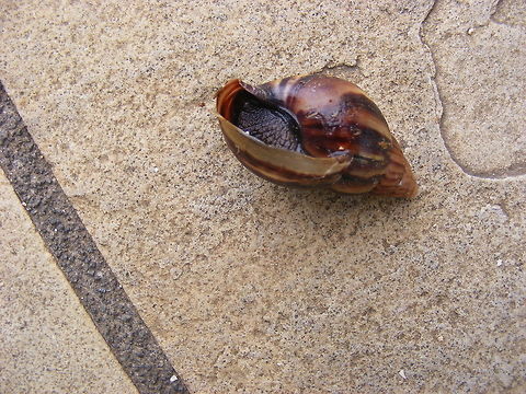 Beautiful snail A large beautiful shell and a black body - lovely Mauritius,Snail,winter