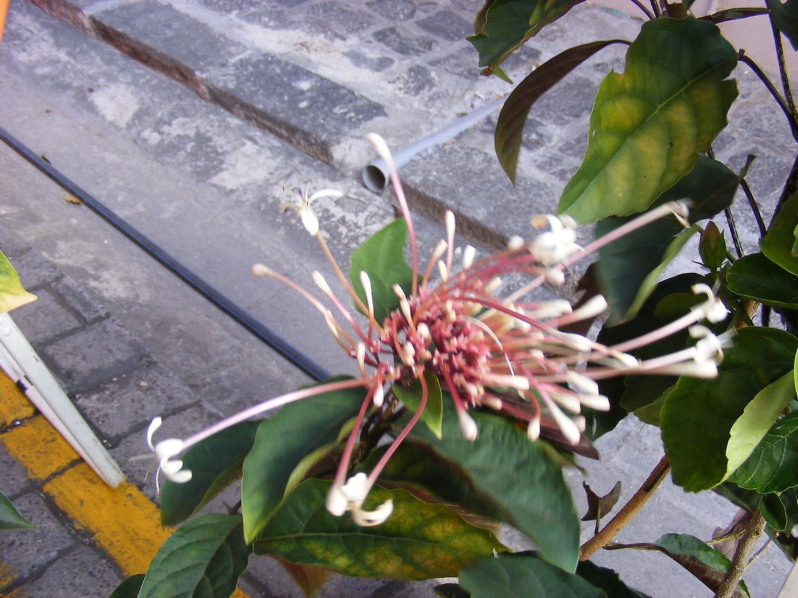 coral flower I think this is Chassalia coriacea, but I'm not sure Mauritius,Pink and white flower,winter