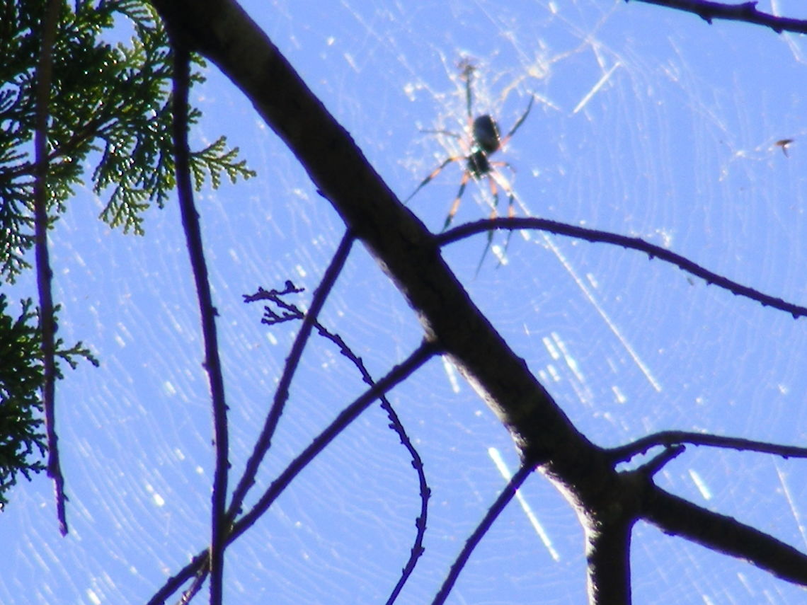 reflections of a spider in web This lovely spider has great legs! It was at the top of a tree in an old colonial house. Arachnids,Maurititius,winter