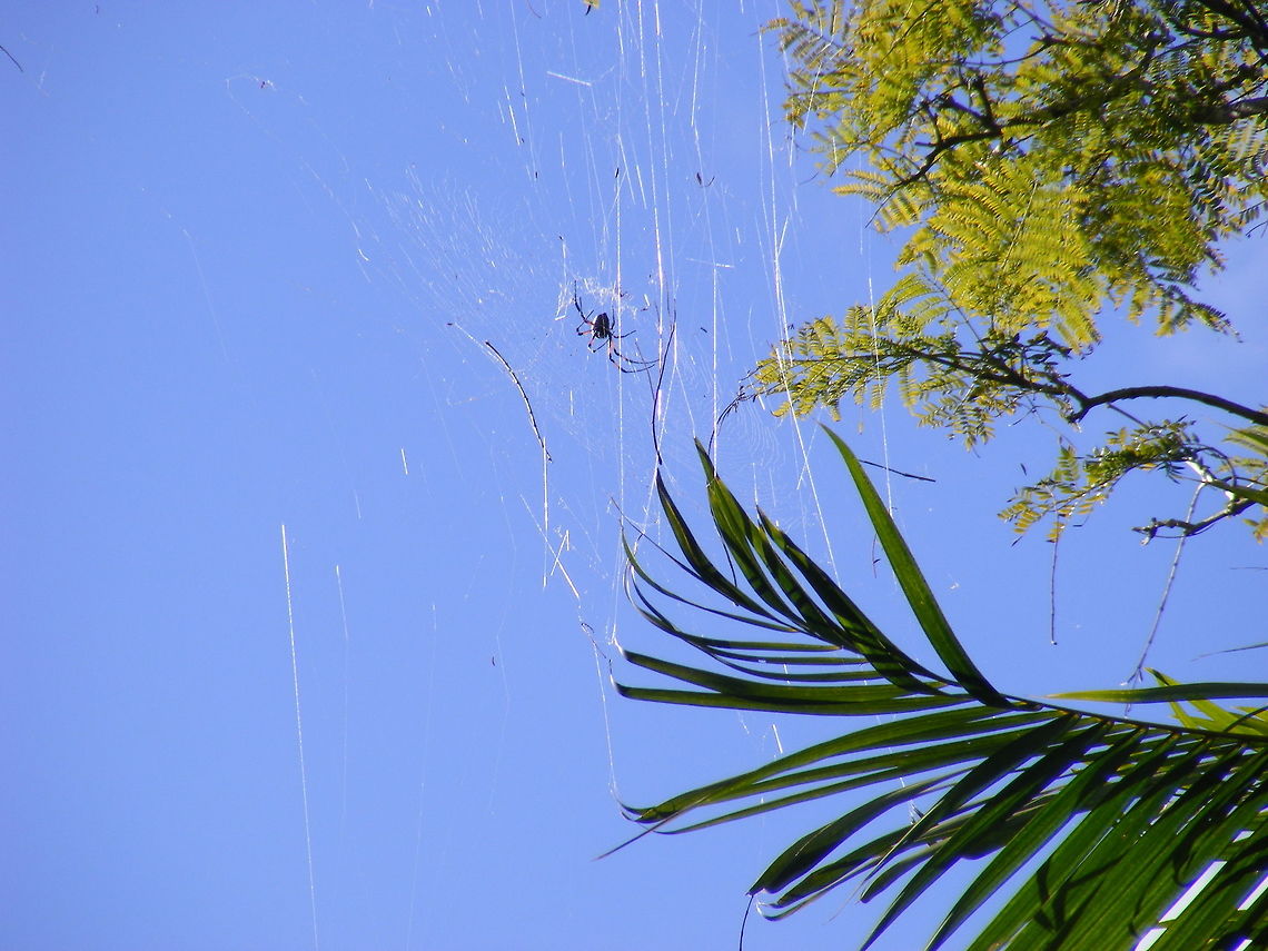 web reflections on a sunny afternoon Who could resist such a handsome spider? Glad it was right at the top of the tree! Arachnid,Mauritius,winter