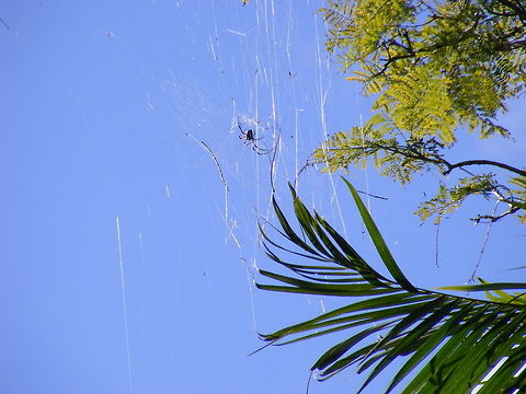 web reflections on a sunny afternoon Who could resist such a handsome spider? Glad it was right at the top of the tree! Arachnid,Mauritius,winter