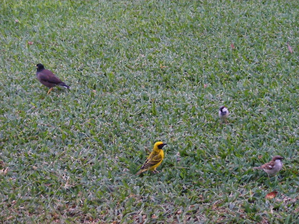 The village weaver and some friends Such a beautiful, cheeky, bright chap and his friends, the sparrows Ploceus cucullatus,Village weaver