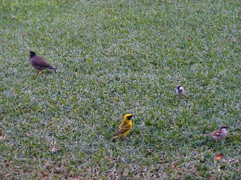 The village weaver and some friends Such a beautiful, cheeky, bright chap and his friends, the sparrows Ploceus cucullatus,Village weaver