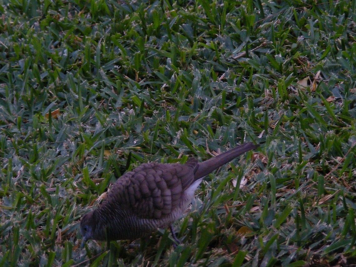 A small brown bird with curly permed feathers! I&#039;m sure this bird had a perm before it came out! I just had to take a picture of it, I&#039;ve never seen feathers like that on an SBS before Geopelia striata,Reunion,Small brown bird,Zebra dove,winter