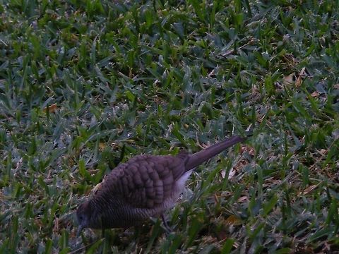 A small brown bird with curly permed feathers! I'm sure this bird had a perm before it came out! I just had to take a picture of it, I've never seen feathers like that on an SBS before Geopelia striata,Reunion,Small brown bird,Zebra dove,winter