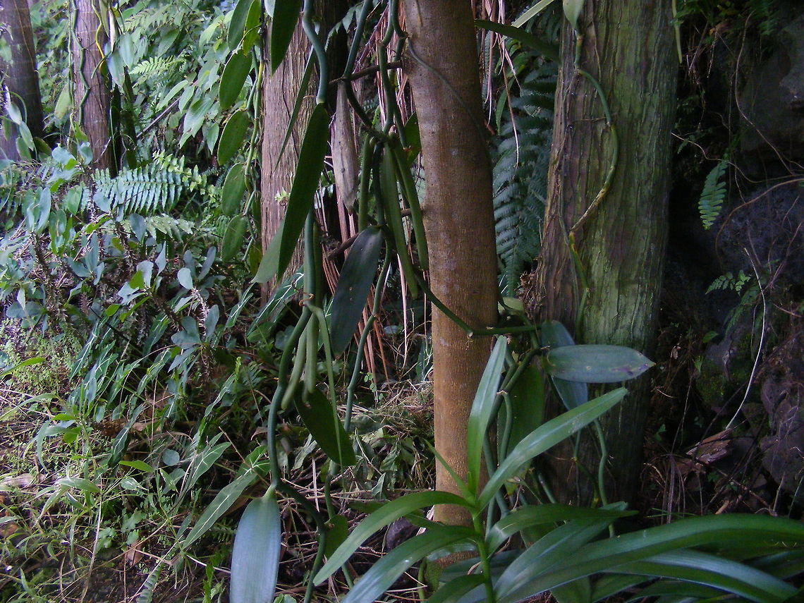 Vanilla pods waiting to be harvested This vanilla does not look quite the same as the identification to me, but perhaps that&#039;s because it&#039;s not in flower. Agraulis vanillae,Flat-leaved vanilla,Gulf fritillary,Reunion,Vanilla planifolia,winter