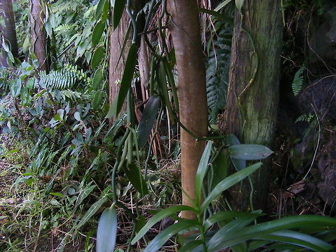 Vanilla pods waiting to be harvested This vanilla does not look quite the same as the identification to me, but perhaps that's because it's not in flower. Agraulis vanillae,Flat-leaved vanilla,Gulf fritillary,Reunion,Vanilla planifolia,winter