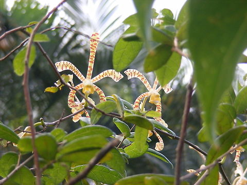 Very attractive banded orchid Another one to add to my collection. Not sure of name though Arachnis flos-aeris,Reunion,orchis,winter 2016,yellow/brown banded