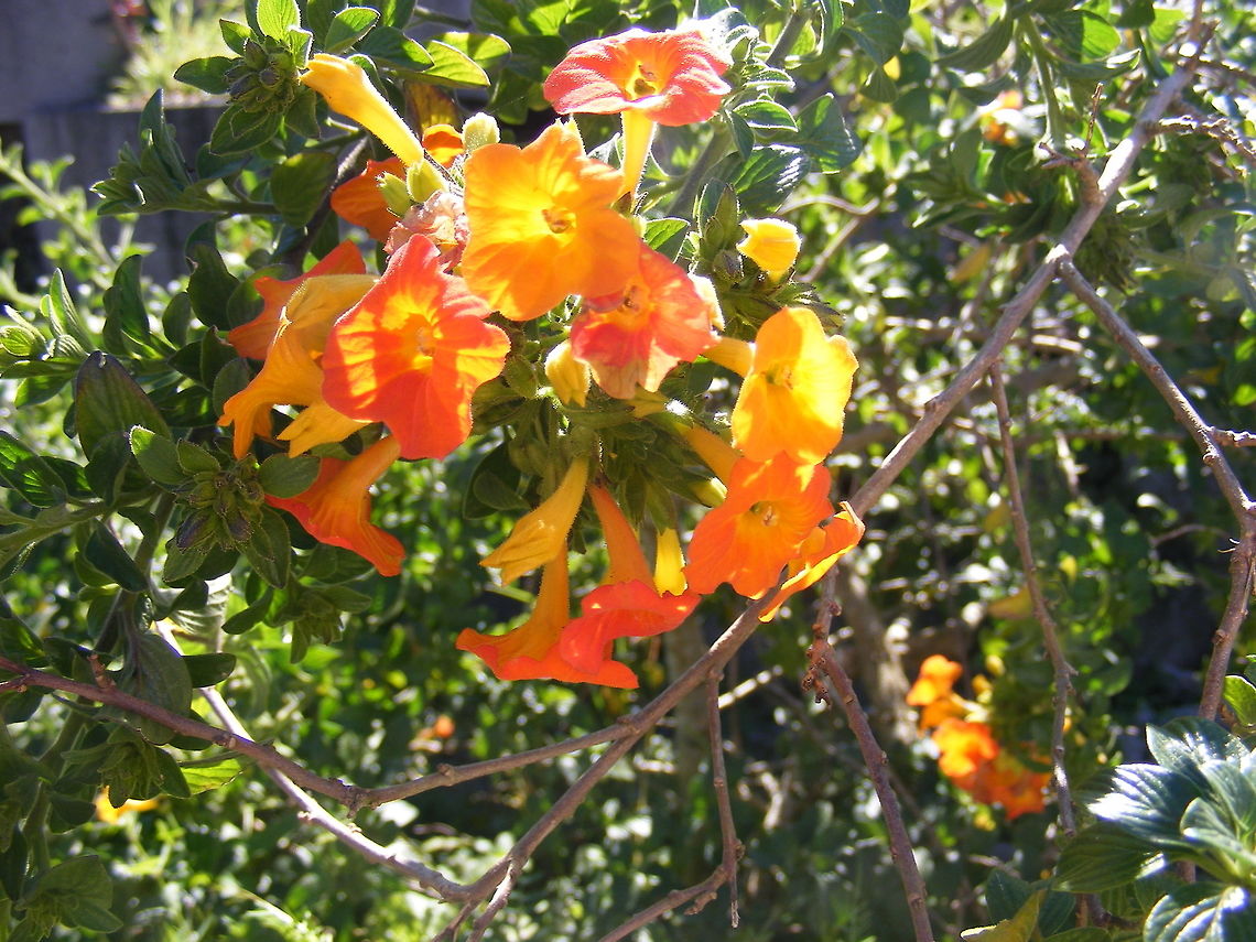 Sunset in a spray of flowers This beauty has an array of colours, from yellow through to red, just like a tropical sunset. Bignoniaceae,Reunion 2016,cape honeysuckle