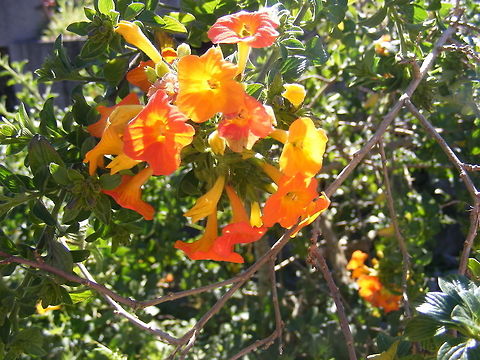Sunset in a spray of flowers This beauty has an array of colours, from yellow through to red, just like a tropical sunset. Bignoniaceae,Reunion 2016,cape honeysuckle