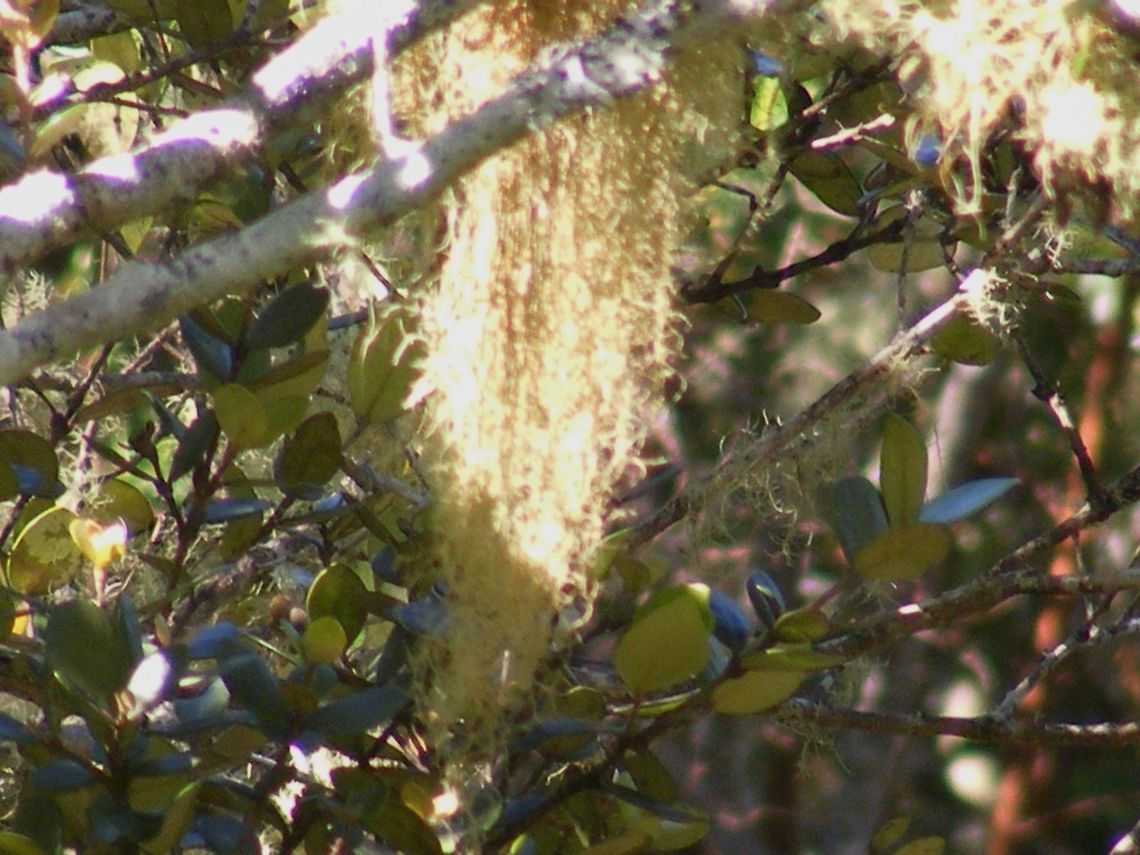 Santa's Beard? Has Santa lost his beard? Or is it hanging moss or something similar? Beard Lichen,Spanish moss,Tillandsia usneoides,Usnea diplotypus