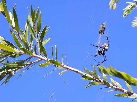 Spider's well wrapped lunch What lovely legs the spider has!  The lunch pack seems to have lost his! Geotagged,Mauritius,Spider,Winter