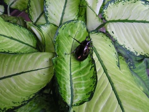 a large Malaysian beetle from Borneo Is this a female stag beetle I wonder? 2009,Beetle,Chalcosoma moellenkampi,Fall,Geotagged,Malaysia,Moellenkampi Beetle,rainforest