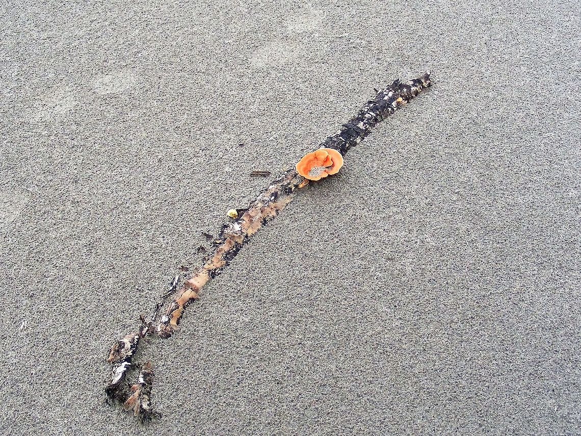 fungus on an Amazon sandbank we paddled up to this larges sandbank and stepped ashore to explore. I found this rather lovely half buried twig with it&#039;s own decoration. Amazon rainforest,Ecuador,Fall,Fungus,Geotagged,Pleurotus djamor,pleurotus djamor
