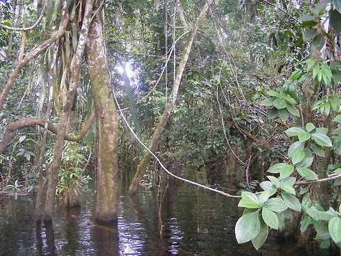 A very haunting Mangrove swamp Just waiting to be explored, full of the most amazing things. Aegiceras corniculatum,Amazon Basin,River Mangrove