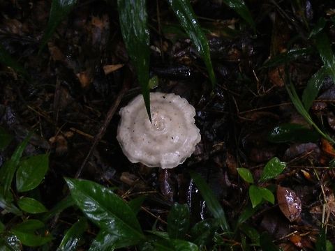 A beautiful rice pudding  fungi A very wet day in the forest. Most animals and birds were sheltering but this little beauty just shone out! It looks like a bowl of rice pudding with nutmeg sprinkled on it! Fungus,Geotagged,Madagascar,Winter