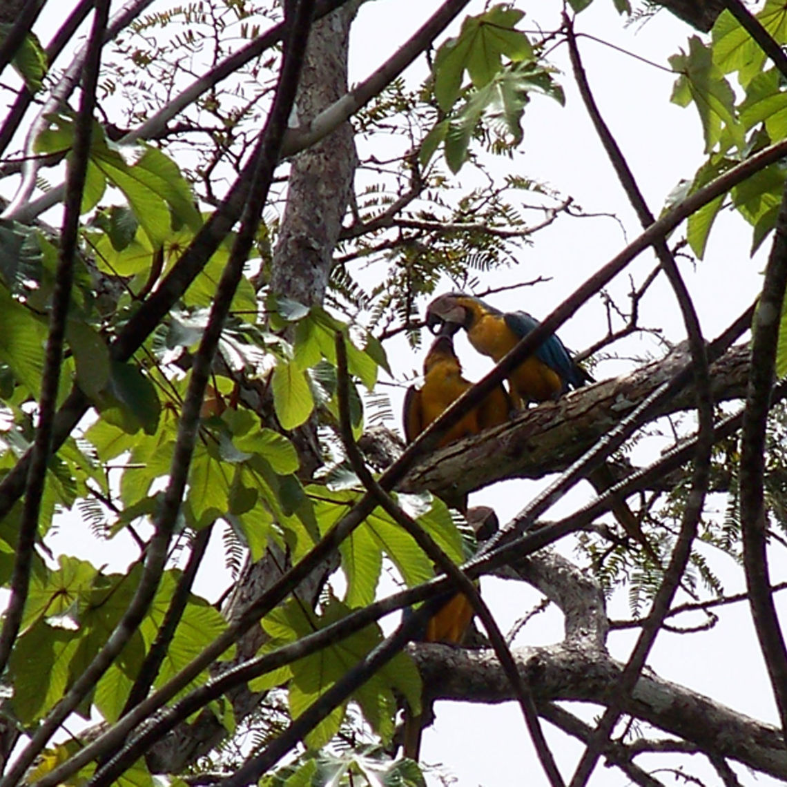 a gathering of blue and yellow macaws There were at least four of these most beautiful birds. we were just drifting along a creek when we spotted them. Amazon rainforest,Ara ararauna,Blue-and-yellow macaw