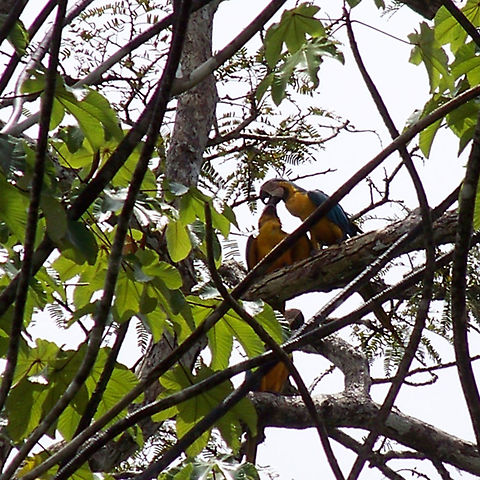 a gathering of blue and yellow macaws There were at least four of these most beautiful birds. we were just drifting along a creek when we spotted them. Amazon rainforest,Ara ararauna,Blue-and-yellow macaw